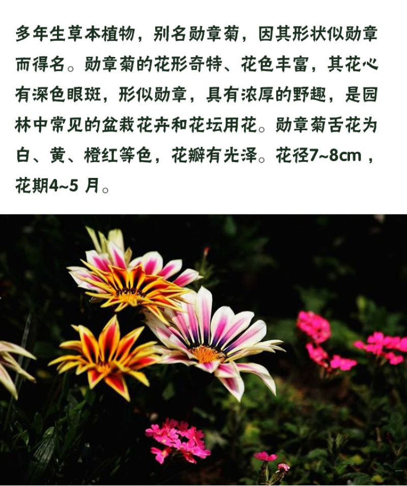 勋章菊种子观赏复色草花花色鲜艳四季播种室内阳台种植