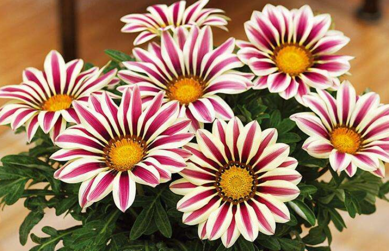 勋章菊种子观赏复色草花花色鲜艳四季播种室内阳台种植