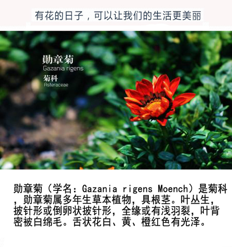 勋章菊种子观赏复色草花花色鲜艳四季播种室内阳台种植