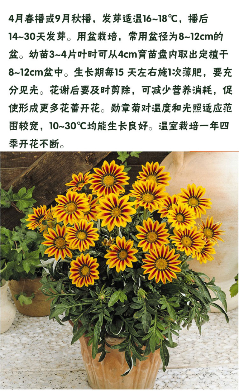 勋章菊种子观赏复色草花花色鲜艳四季播种室内阳台种植