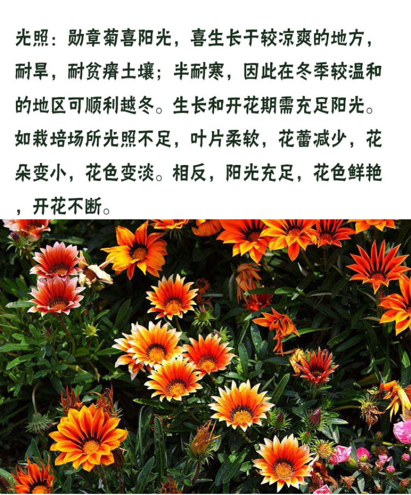 勋章菊种子观赏复色草花花色鲜艳四季播种室内阳台种植