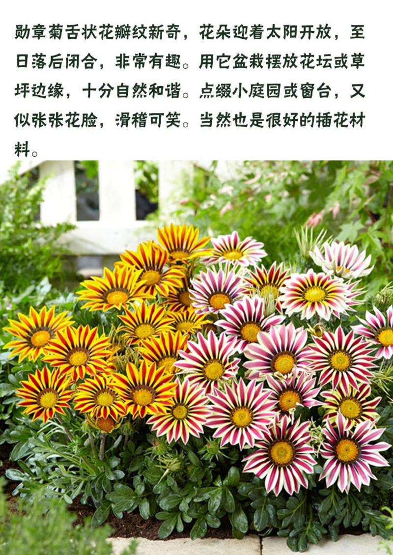 勋章菊种子观赏复色草花花色鲜艳四季播种室内阳台种植