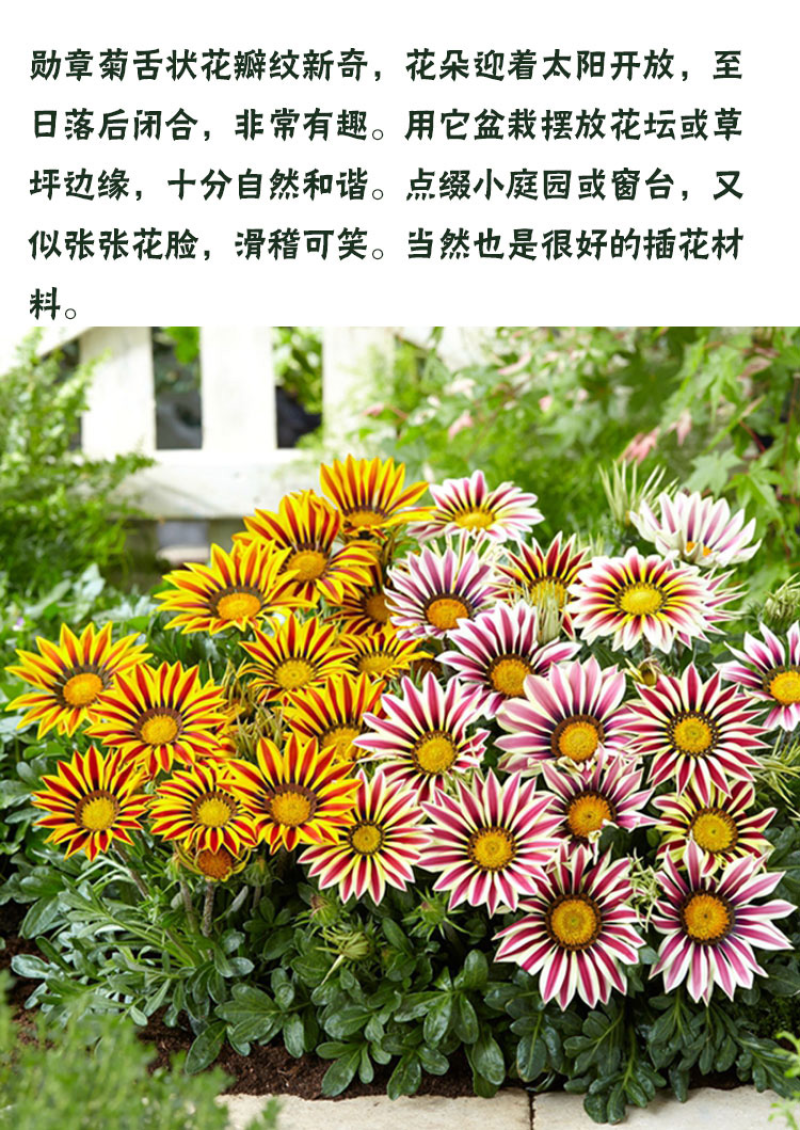 勋章菊种子观赏复色草花花色鲜艳四季播种室内阳台种植