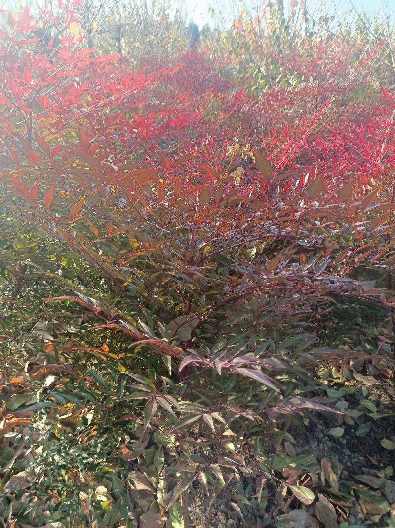 南天竹腊梅