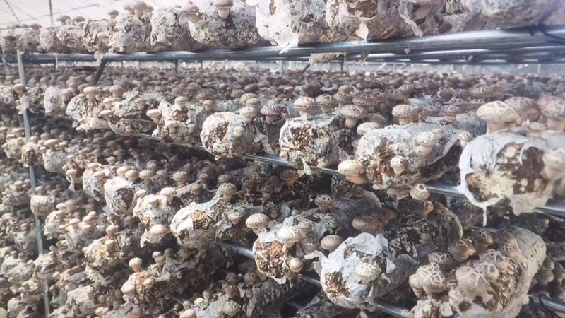 专业厂家中低温香菇菌棒规格18X58，及菌种、一手货