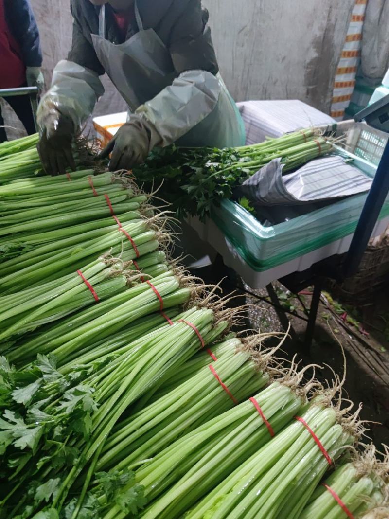 山东聊城香芹优质山芹菜水芹大量上市全年有货欢迎随时联系