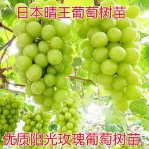 阳光玫瑰葡萄苗嫁接苗扦插苗挂果苗当年结果