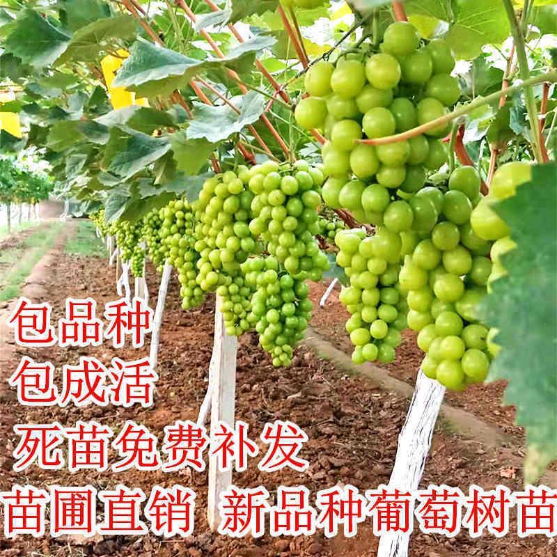 阳光玫瑰葡萄苗嫁接苗扦插苗挂果苗当年结果