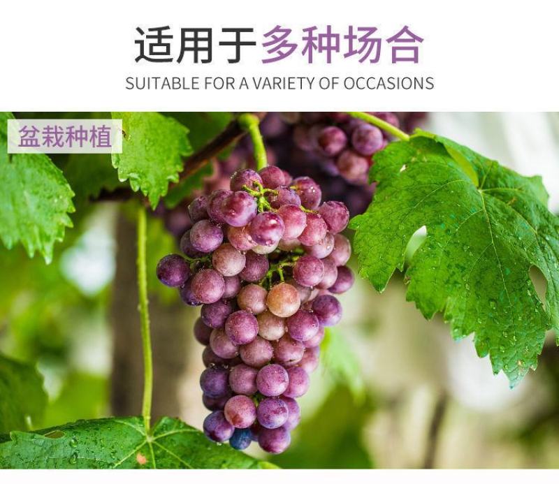 阳光玫瑰葡萄苗嫁接苗扦插苗挂果苗当年结果