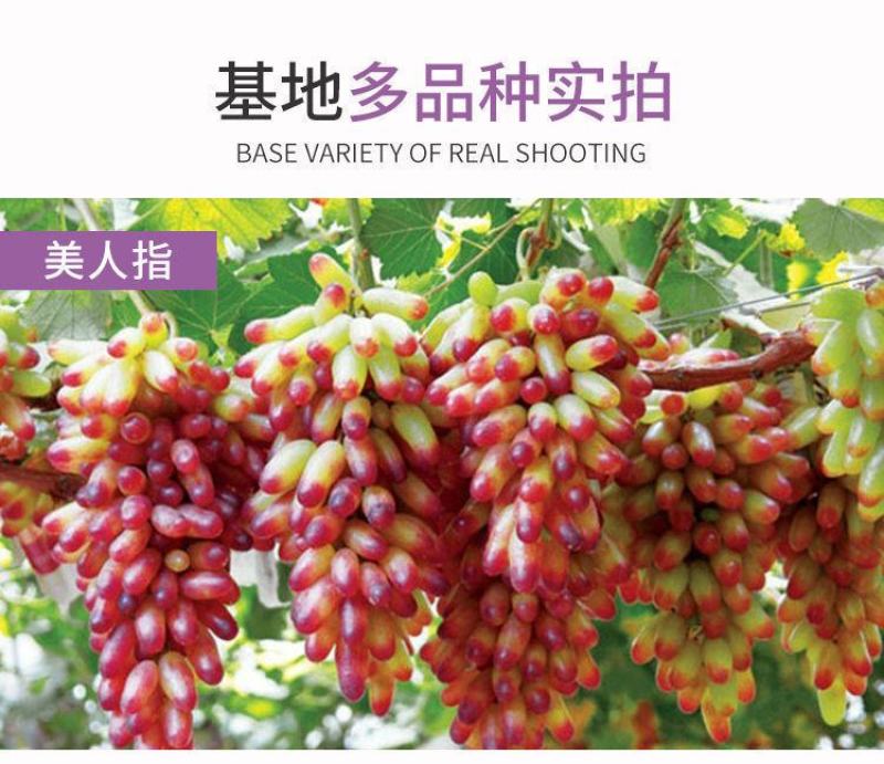阳光玫瑰葡萄苗嫁接苗扦插苗挂果苗当年结果