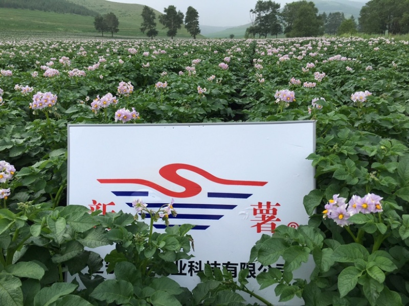 优质、高产、抗病脱毒马铃薯种子—费乌瑞它（荷兰十五）