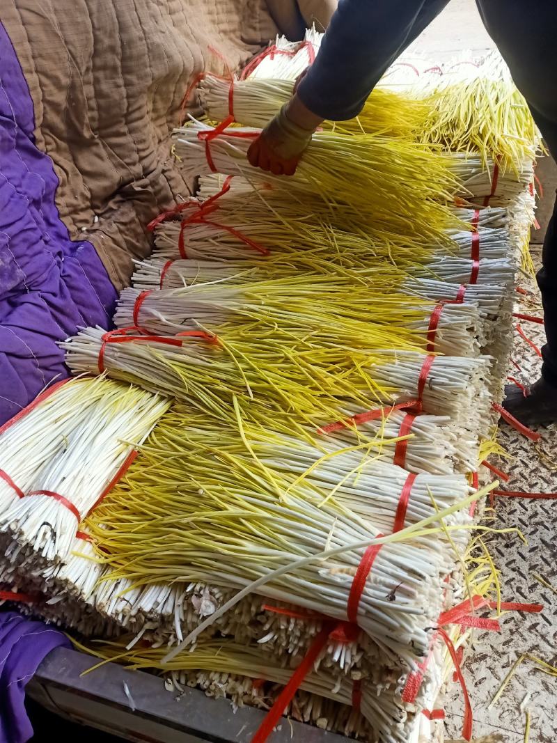 头茬蒜黄，产地货源干度好，新鲜现割，看货议价，诚信代收，