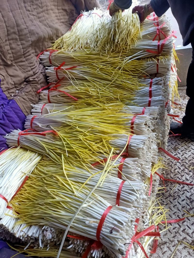 头茬蒜黄，产地货源干度好，新鲜现割，看货议价，诚信代收，