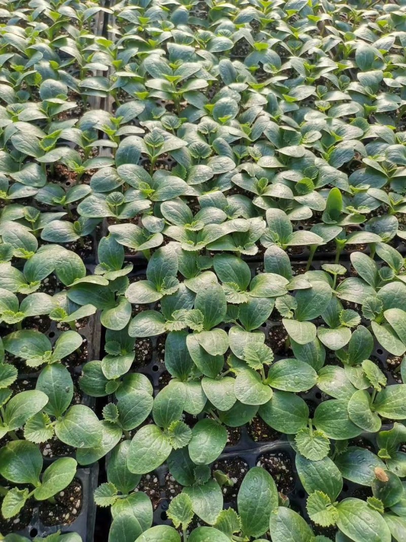 西葫芦苗抗白粉病品种山东寿光西葫芦苗耐寒高产量