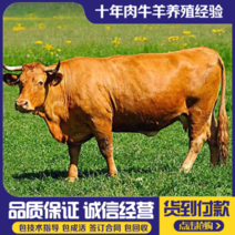 黄牛犊改良优质黄牛苗基地直供全国免费运输买十送二
