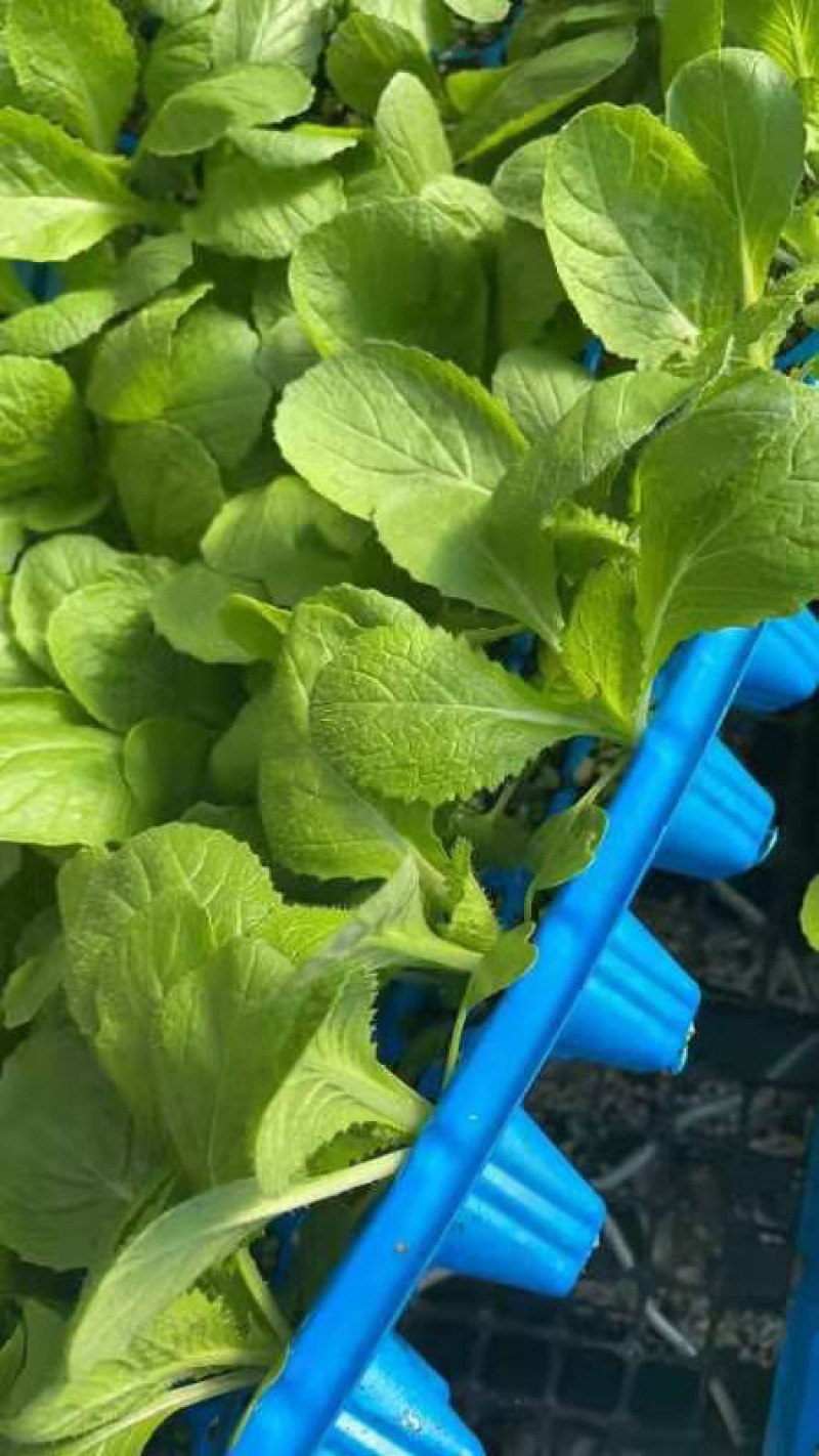 【推荐】白菜苗一级苗，现苗，全国接单，欢迎来电咨询洽谈