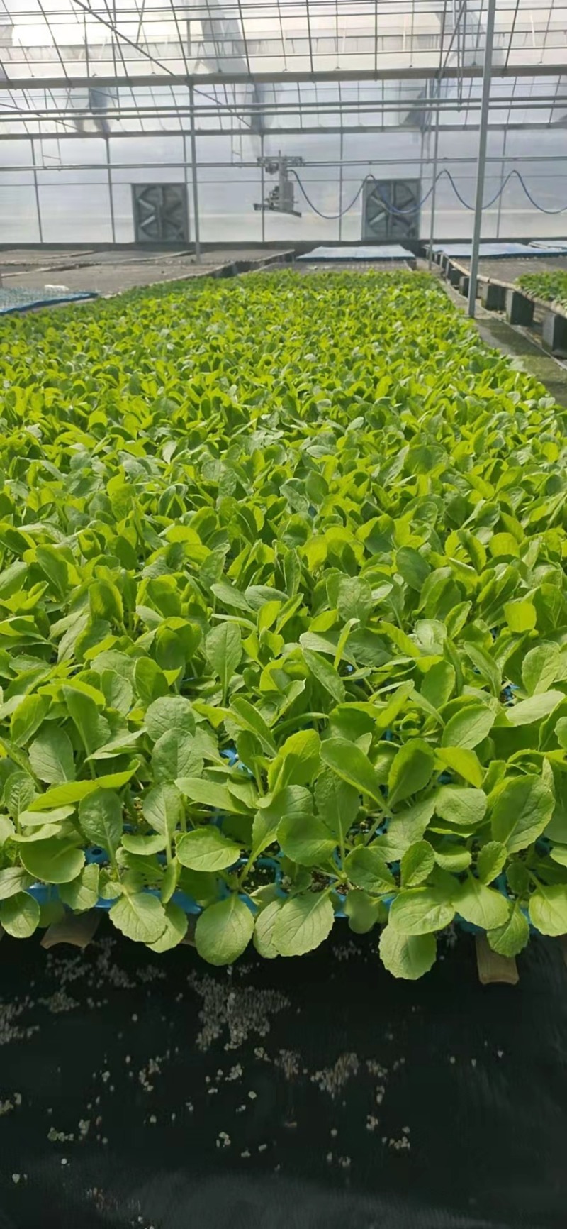 【推荐】白菜苗一级苗，现苗，全国接单，欢迎来电咨询洽谈