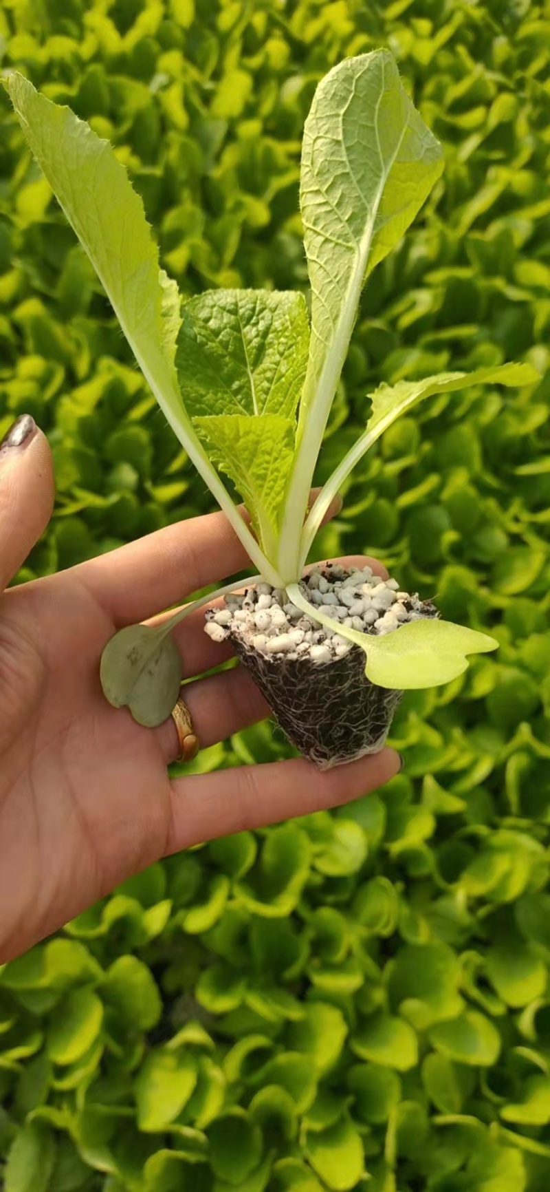 【推荐】白菜苗一级苗，现苗，全国接单，欢迎来电咨询洽谈