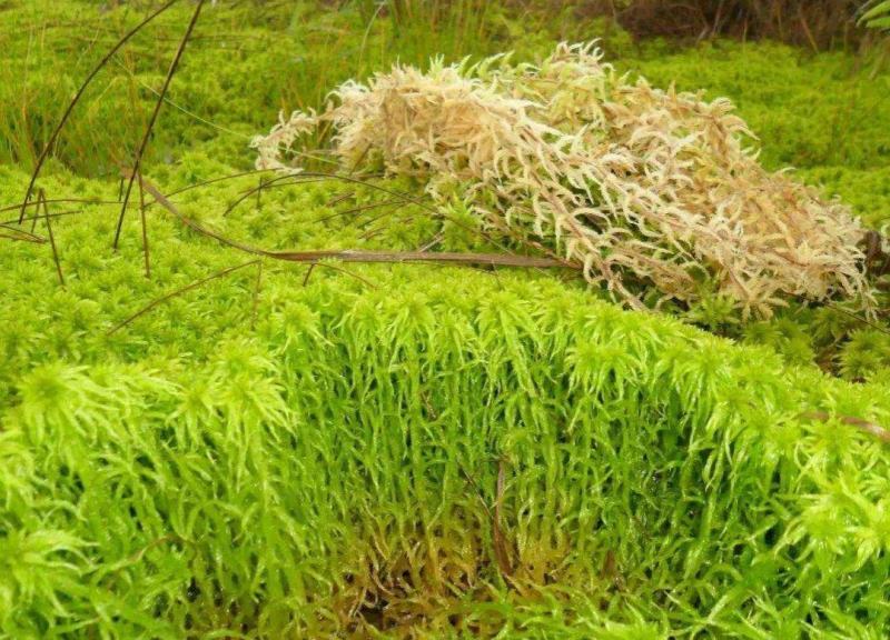 海花草