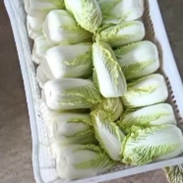 精品娃娃菜
