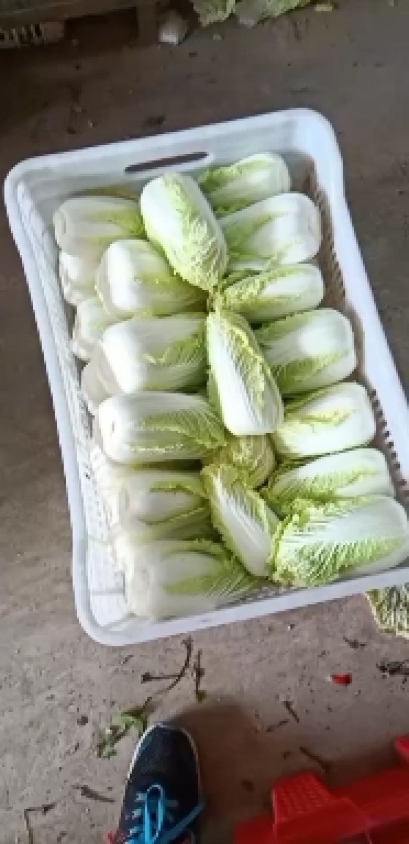 精品娃娃菜