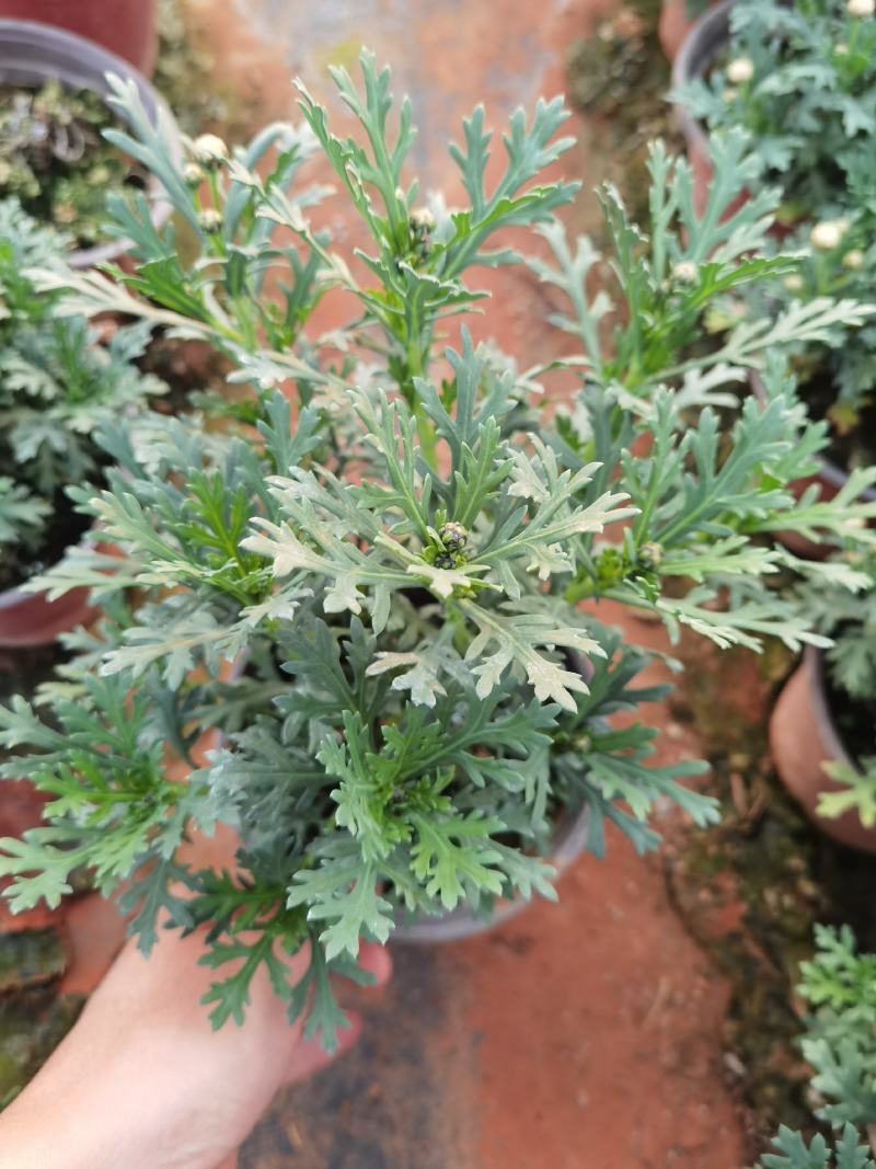 玛格丽特，云南玛格丽特花，玛格丽特多种规格
