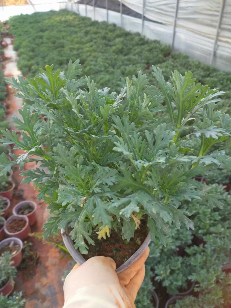 玛格丽特，云南玛格丽特花，玛格丽特多种规格