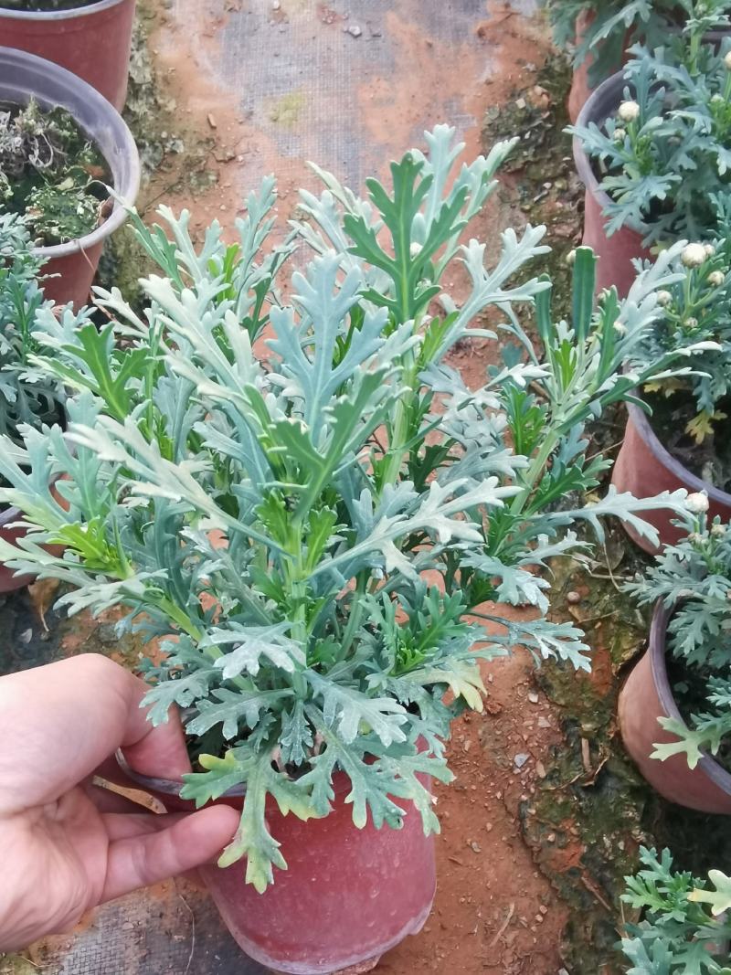 玛格丽特，云南玛格丽特花，玛格丽特多种规格