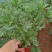 玛格丽特，云南玛格丽特花，玛格丽特多种规格