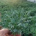 玛格丽特，云南玛格丽特花，玛格丽特多种规格