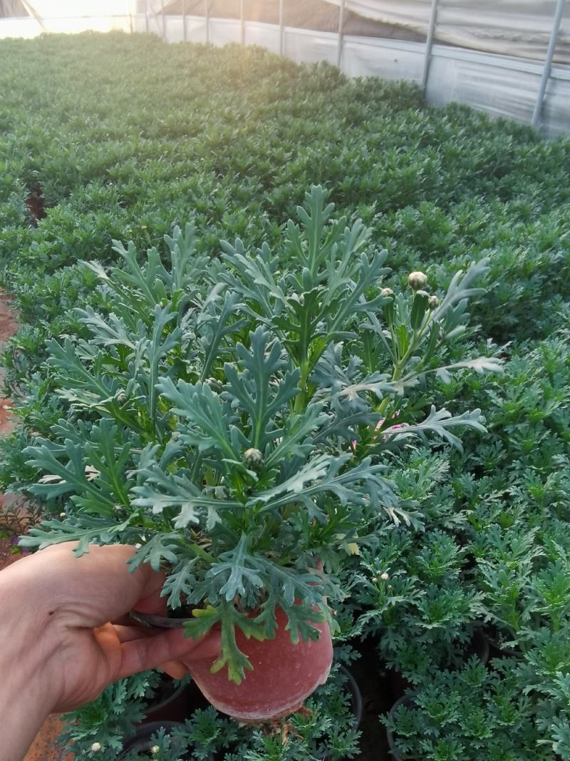 玛格丽特，云南玛格丽特花，玛格丽特多种规格
