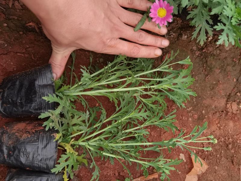 玛格丽特，云南玛格丽特花，玛格丽特多种规格