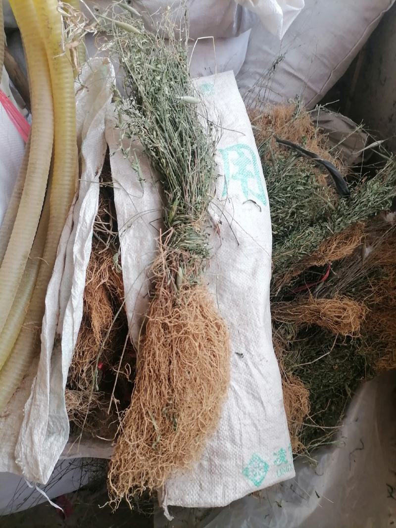 徐长卿有苗子的需要的老板可联系我质量保证