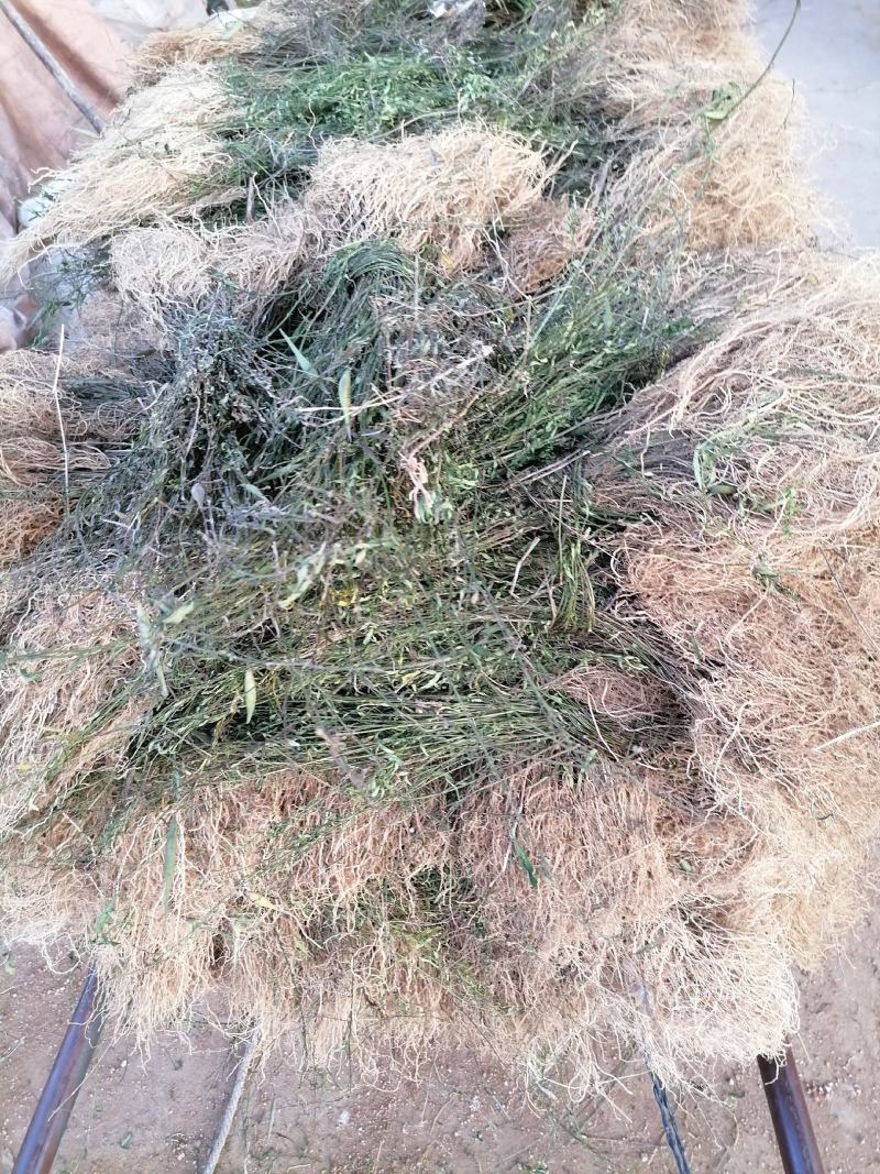 徐长卿有苗子的需要的老板可联系我质量保证