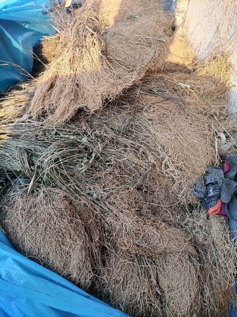 徐长卿有苗子的需要的老板可联系我质量保证