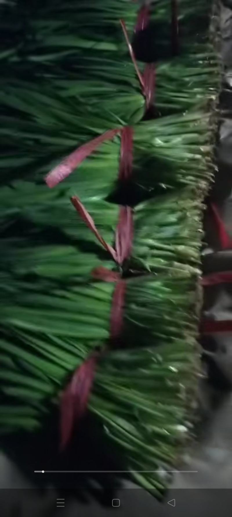 好韭菜