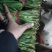 好韭菜