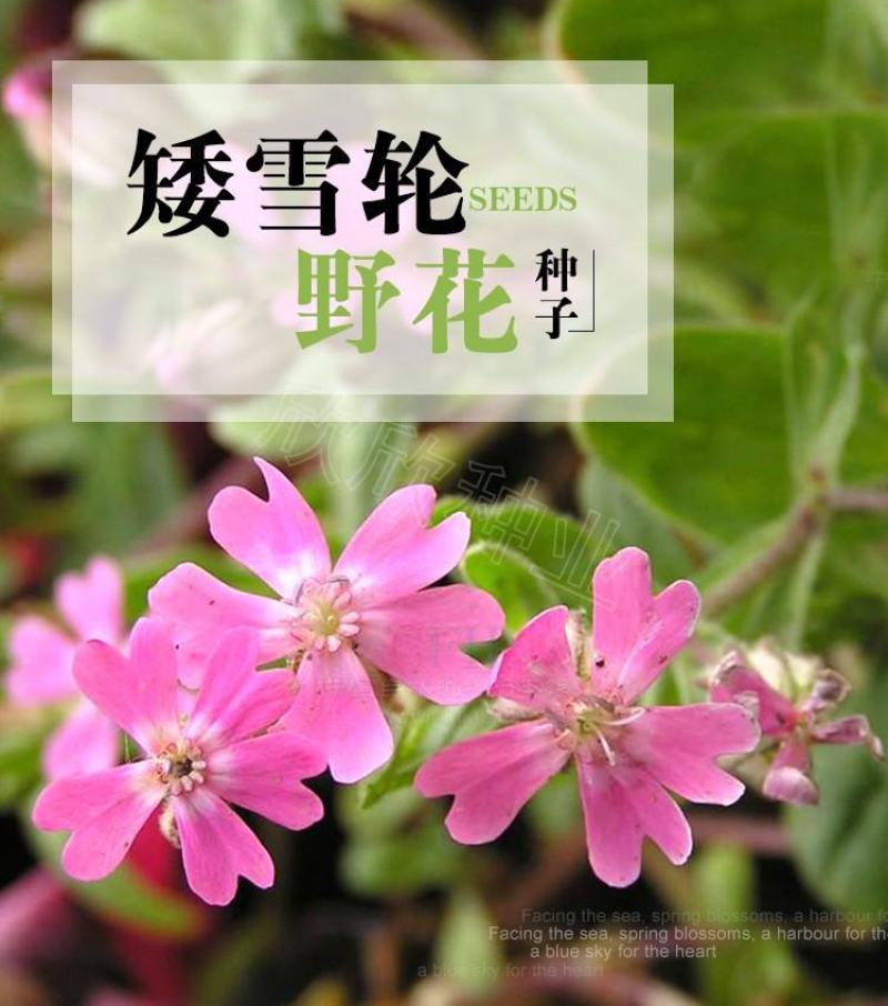 矮雪轮种子大蔓樱花地被花坛家庭院盆栽春播花卉花种子四季花