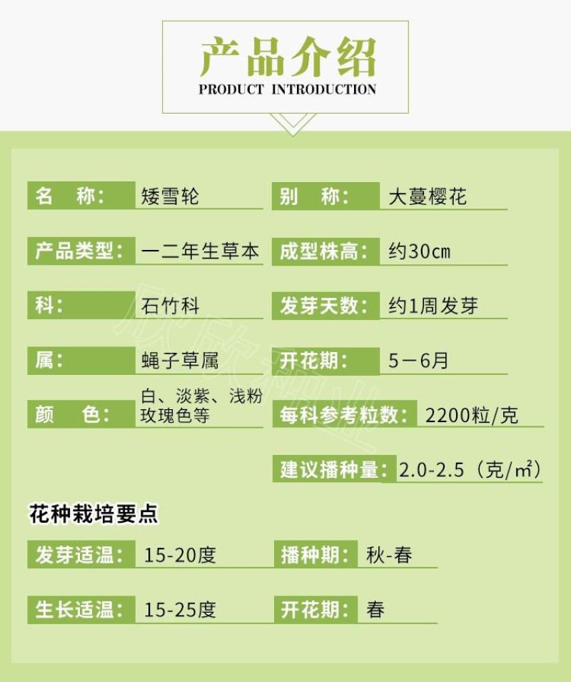矮雪轮种子大蔓樱花地被花坛家庭院盆栽春播花卉花种子四季花