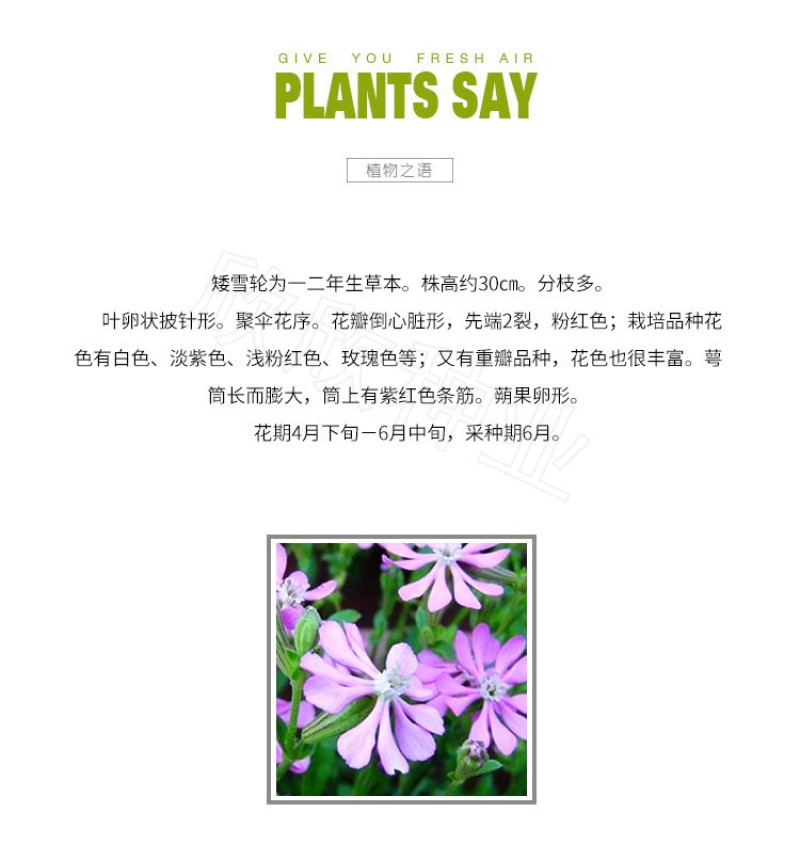 矮雪轮种子大蔓樱花地被花坛家庭院盆栽春播花卉花种子四季花