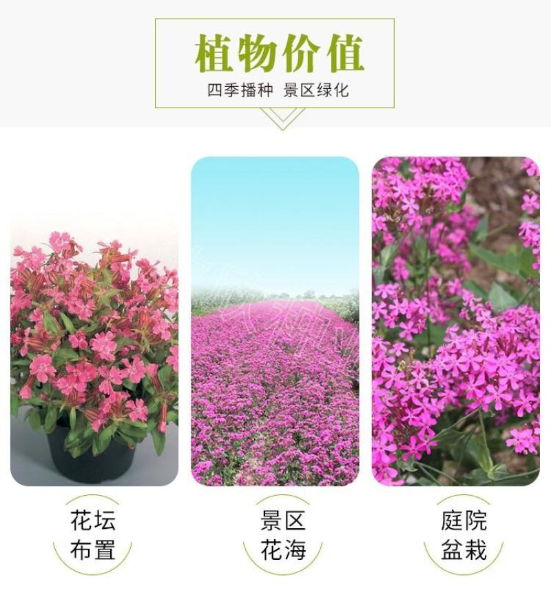 矮雪轮种子大蔓樱花地被花坛家庭院盆栽春播花卉花种子四季花