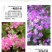 矮雪轮种子大蔓樱花地被花坛家庭院盆栽春播花卉花种子四季花