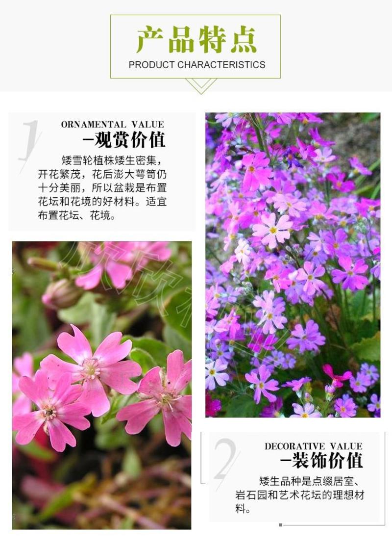 矮雪轮种子大蔓樱花地被花坛家庭院盆栽春播花卉花种子四季花