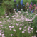 矮雪轮种子大蔓樱花地被花坛家庭院盆栽春播花卉花种子四季花