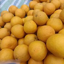 彭州葡萄柚5毛一斤