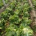 陕西白菜秦白2号基地直供量大从优欢迎咨询采购