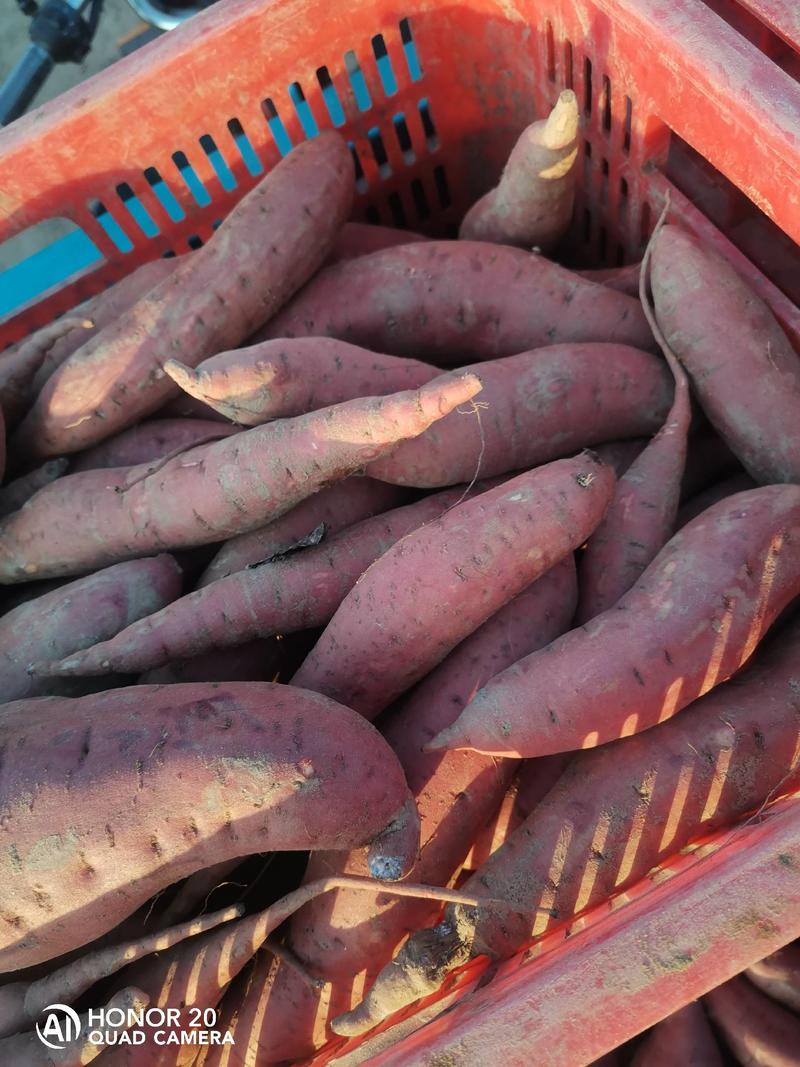 河北红薯无水洗西瓜红红薯大量出库，甜面，长条，非诚勿扰