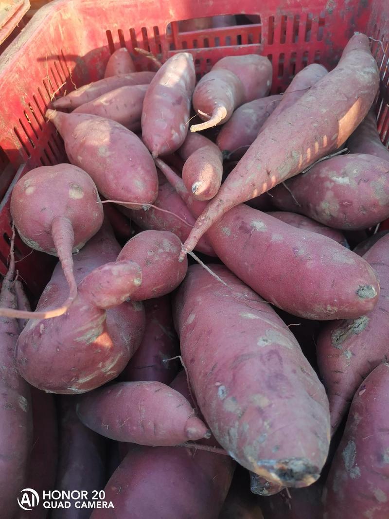河北红薯无水洗西瓜红红薯大量出库，甜面，长条，非诚勿扰