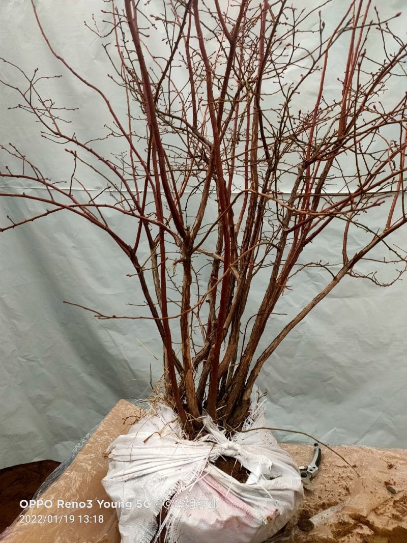 蓝莓苗蓝莓树果苗盆栽地栽组培带土特大果耐寒南北方种植当年