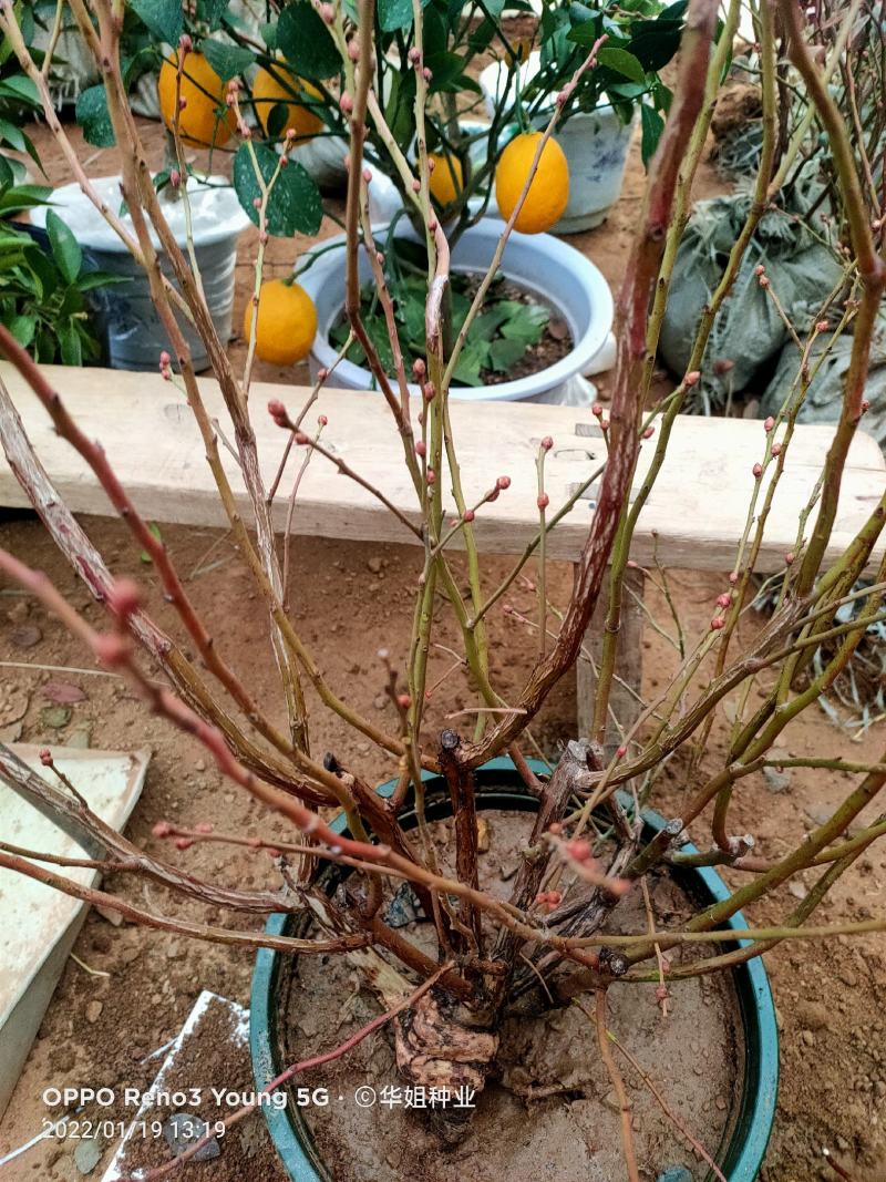 蓝莓苗蓝莓树果苗盆栽地栽组培带土特大果耐寒南北方种植当年
